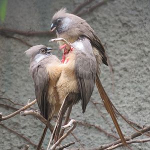 Speckled Mousebirds