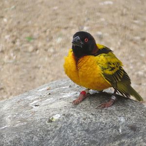 Black-headed Weaver (male)