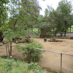 Collared Peccary Exhibit