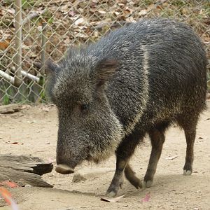 Chacoan Peccary
