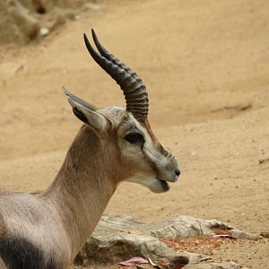 Speke's Gazelle
