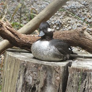 Bufflehead (female)