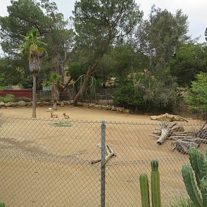Peninsular Pronghorn Exhibit