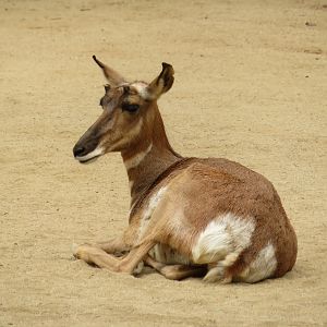 Peninsular Pronghorn