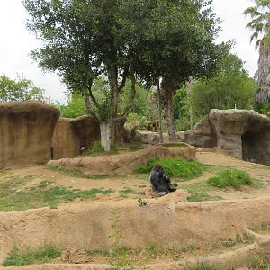 Gorilla Exhibit