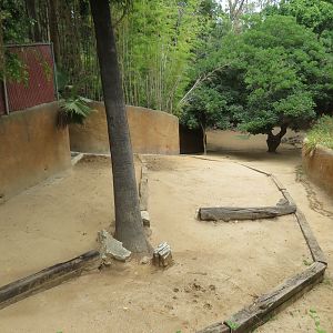 Bongo/Duiker Paddock