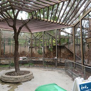 Colobus Monkey Roundhouse