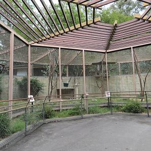 Coquerel's Sifaka Roundhouse
