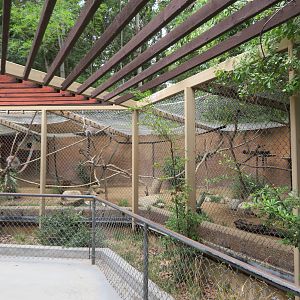 Lemur/Tortoise Roundhouse
