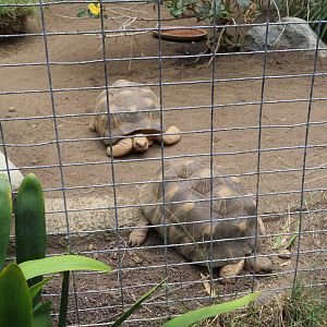 Radiated Tortoises