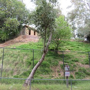 Chinese Goral Paddock