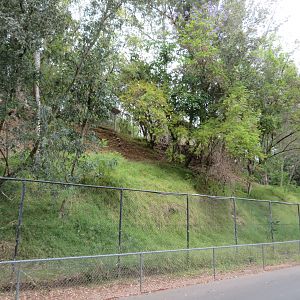Chinese Goral Paddock