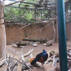 Bornean Crested Fireback Exhibit