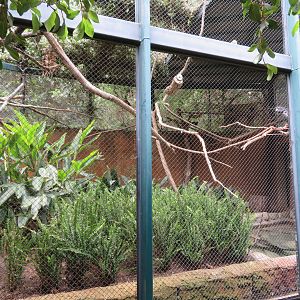 Cockatoo Exhibit