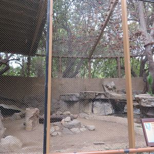 Andean Condor Exhibit