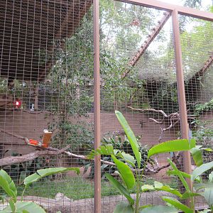 Spectacled Owl Exhibit