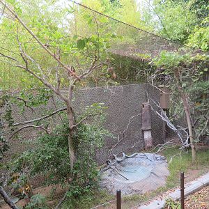 Green Aracari Aviary