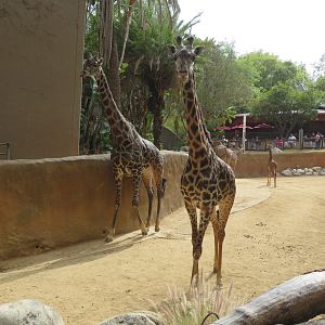 Masai Giraffes