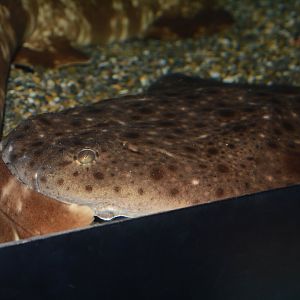 Clouded angelshark (Squatina nebulosa)