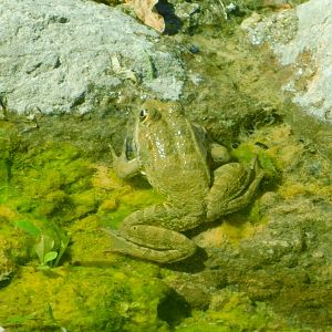 Wild Frog at Izmir Wildlife Park (western Turkey)