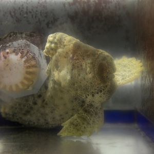 Warty prowfish (Aetapcus maculatus)