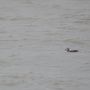 Long-tailed Duck at West Palling, Norfolk, 4th March 2023