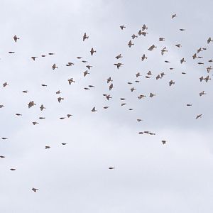 Snow Buntings in with Common Linnets at West Runton, 5th March 2023