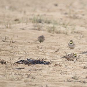 Shorelarks at Holkham, Norfolk, 6th March 2023