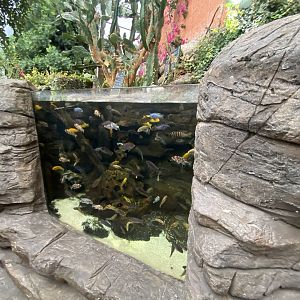 Cichlids Exhibit 110223
