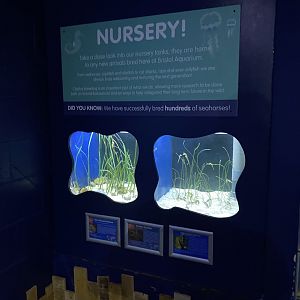 Seahorse Nursery 110223