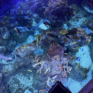 Tropical Seas tank from above 110223