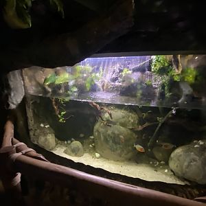 Red-bellied piranha exhibit 110223