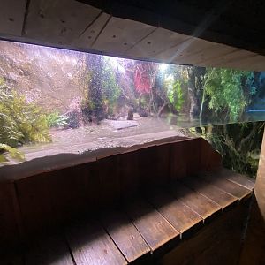 Mangrove exhibit 110223