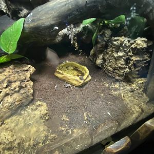 Anthonys poison arrow frog exhibit 110223