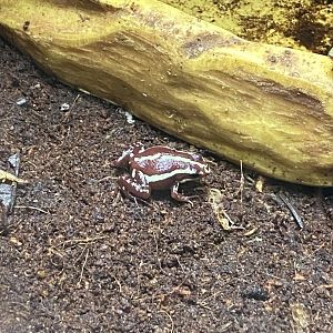 Anthonys poison arrow frog 110223
