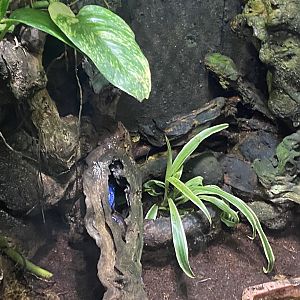 Blue poison dart frog exhibit 110223