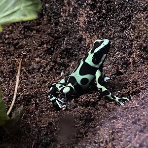 Green and black poison dart frog 110223