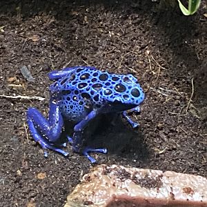 Blue poison dart frog 110223
