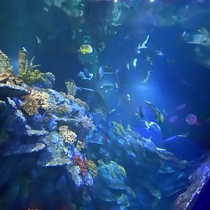 Tropical Seas 110223