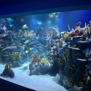 Tropical Seas 110224