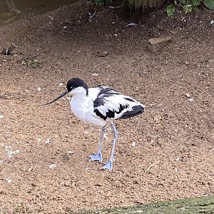 Pied avocet 010323