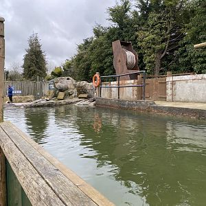 Mixed penguin exhibit 010323