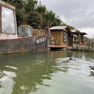 Mixed penguin exhibit 010323