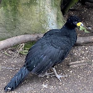 Bare-faced curassow 010323