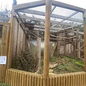 Owl Parliament - Eurasian great grey owl aviary 010323