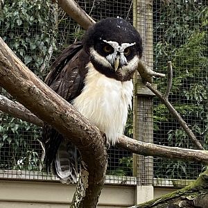Owl Parliament - Spectacled owl 010323