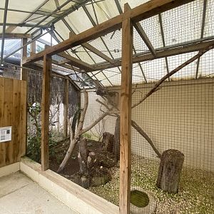 Owl Parliament - Indian scops owl aviary 010323