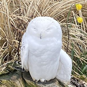 Owl Parliament - Snowy owl 010323