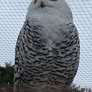Owl Parliament - Snowy owl 010323