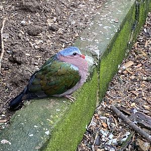 Grey-capped emerald dove 010323